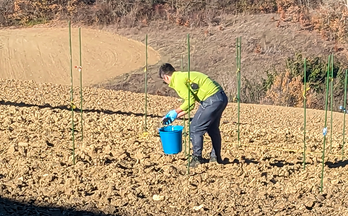 Campo prova biochar